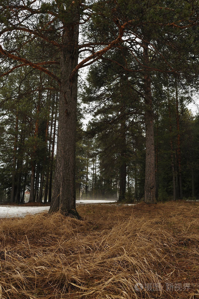 泰加森林解冻来自雪的寒冷和白天温暖的空气给人一种雾霭