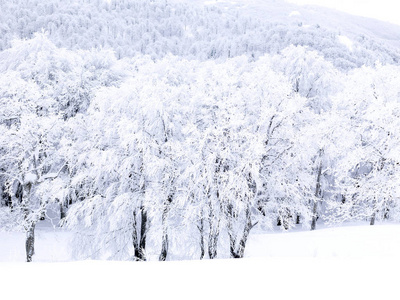 冬天山上有雪的松树