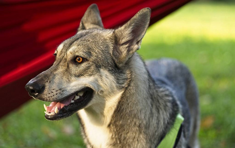 在公园里的一只年轻的雌性狼狗，背上有红色的吊床