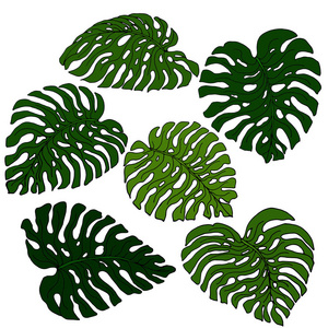一组奇异的明亮的绿色怪物，一片白色背景上孤立的叶子。 带有热带树叶的装饰形象。 矢量图。