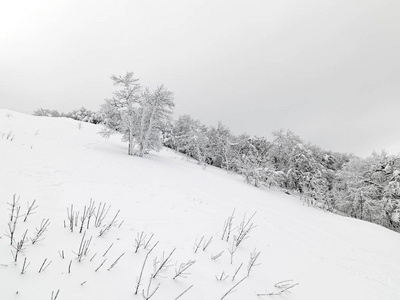 冬天山上有雪的松树