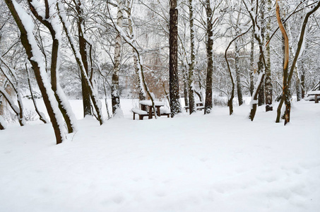 冬天花园里白雪覆盖的树木