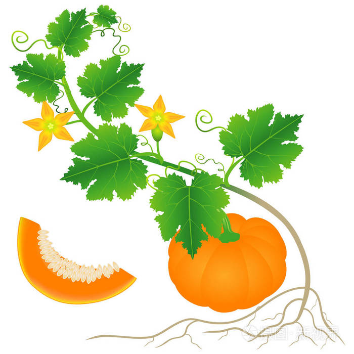 白色背景上南瓜植物的一部分