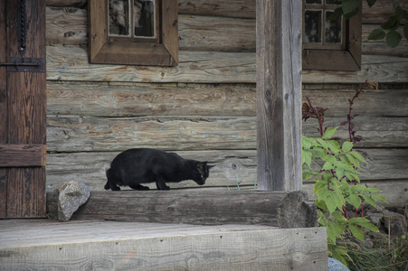 The black cat sitting alone on staircase of wooden house