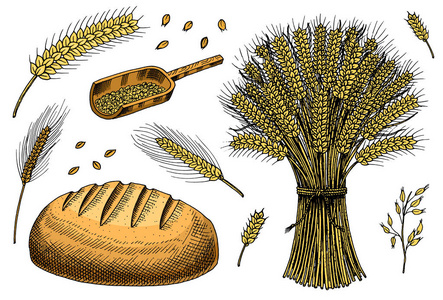 一套小麦黑麦小穗和玉米种子, 用于制作面包和面粉。天然的谷物全谷物和有机农民燕麦产品。手绘收获菜单。复古素描涂鸦风格