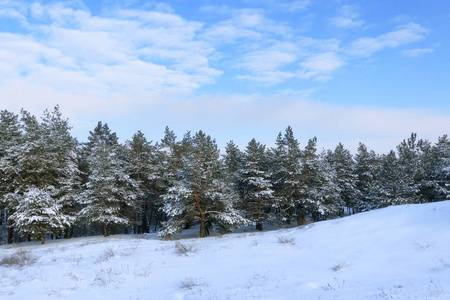 明亮的假日前冬季森林乌克兰自然森林冬季景观