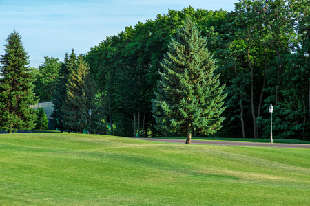 龙眼草草地上有丘陵景观和松树,背景是步行道和茂密的森林.照片