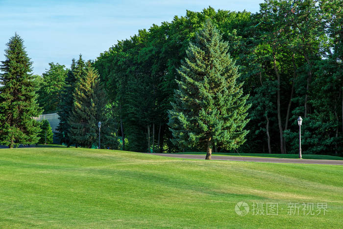 草地上有丘陵景观和松树,背景是步行道和茂密的森林.