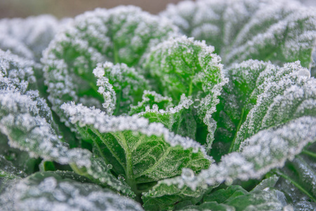 覆盖着霜的绿色蔬菜. 我花园里的冬天.