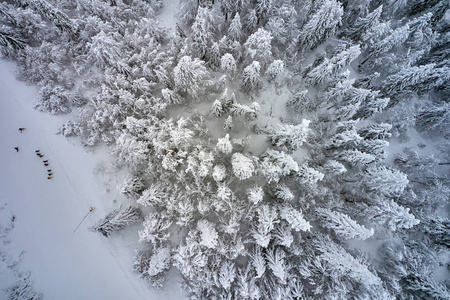 美丽的冬季景观，鸟瞰白雪覆盖的树木