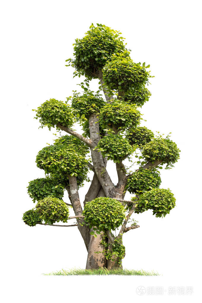 孤立树在白色背景弯曲树数据库植物园组织元素的自然泰国热带树木隔离