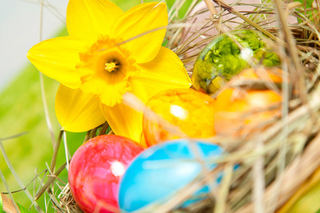 用彩色彩绘的复活节彩蛋和美丽的黄色水仙花接近柳条篮子的视野。
