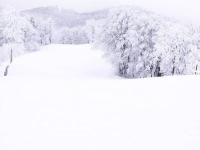 冬天山上有雪的松树