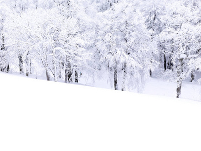 冬天山上有雪的松树