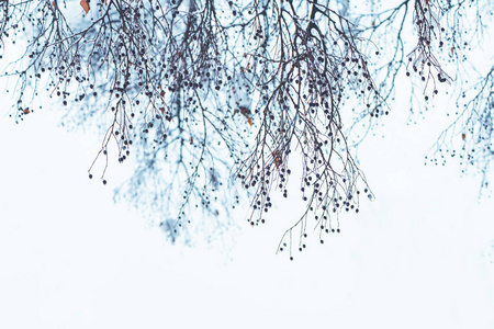 冬雪树梢枝条，田园诗，冬令风光，细节