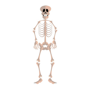 人类骨架白色背景矢量插图