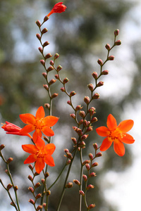 大自然背景下美丽的Crocosmia花