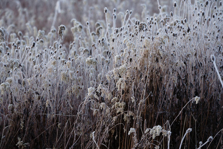 冬天霜冻覆盖着草