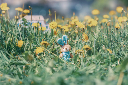微型玩具复活节兔子在开花蒲公英在草