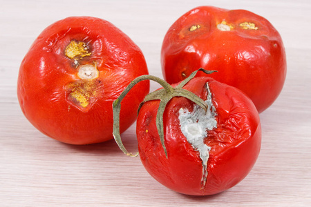 船上老皱的发霉的西红柿,不健康又恶心照片