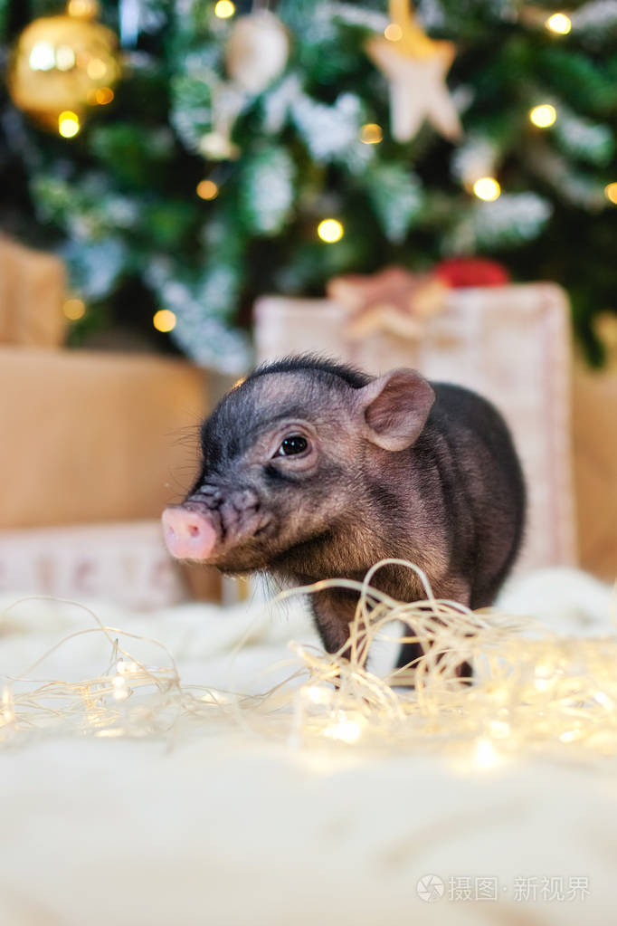 圣诞节的迷你猪