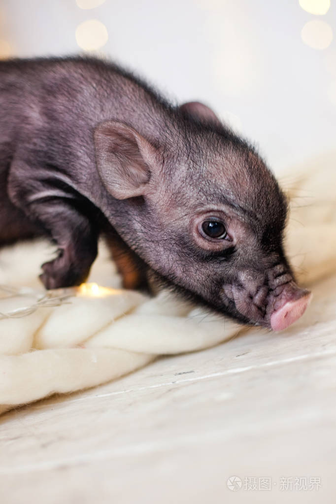 圣诞节的迷你猪