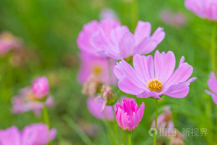 粉红色的宇宙花柔软的焦点