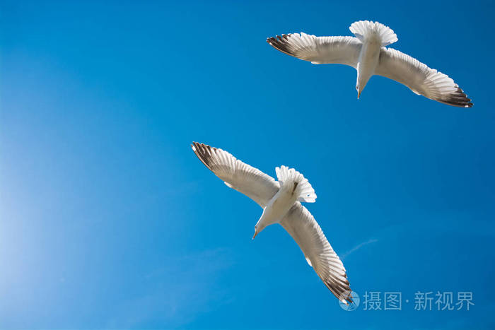 两只海鸥以天空为背景飞翔