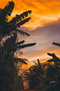 印度尼西亚巴厘岛上的橙色热带日落
