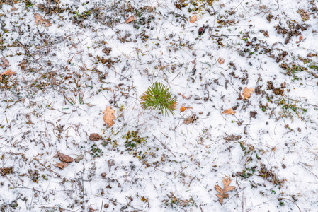 秋天的叶子落在地上的松树和雪图片