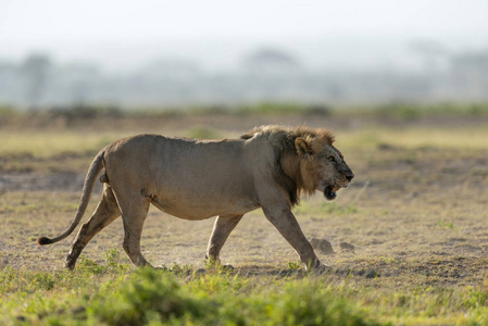 非洲雄狮, panthera leo, amboseli, 肯尼亚, 非洲