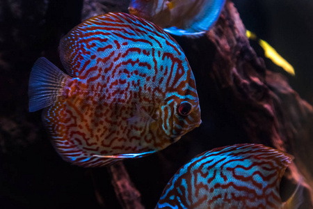 热带淡水水族馆，水中有美丽的彩色鱼