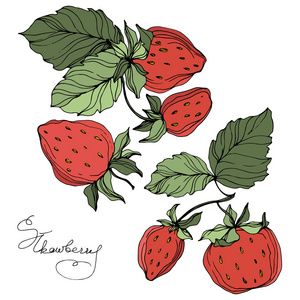 向量草莓果。绿叶。红色和绿色雕刻水墨艺术。被隔绝的草莓例证元素