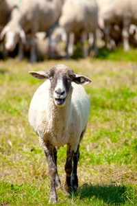 在绿色牧场上吃草的羊群图片