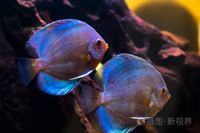 热带淡水水族馆水中有美丽的彩色鱼