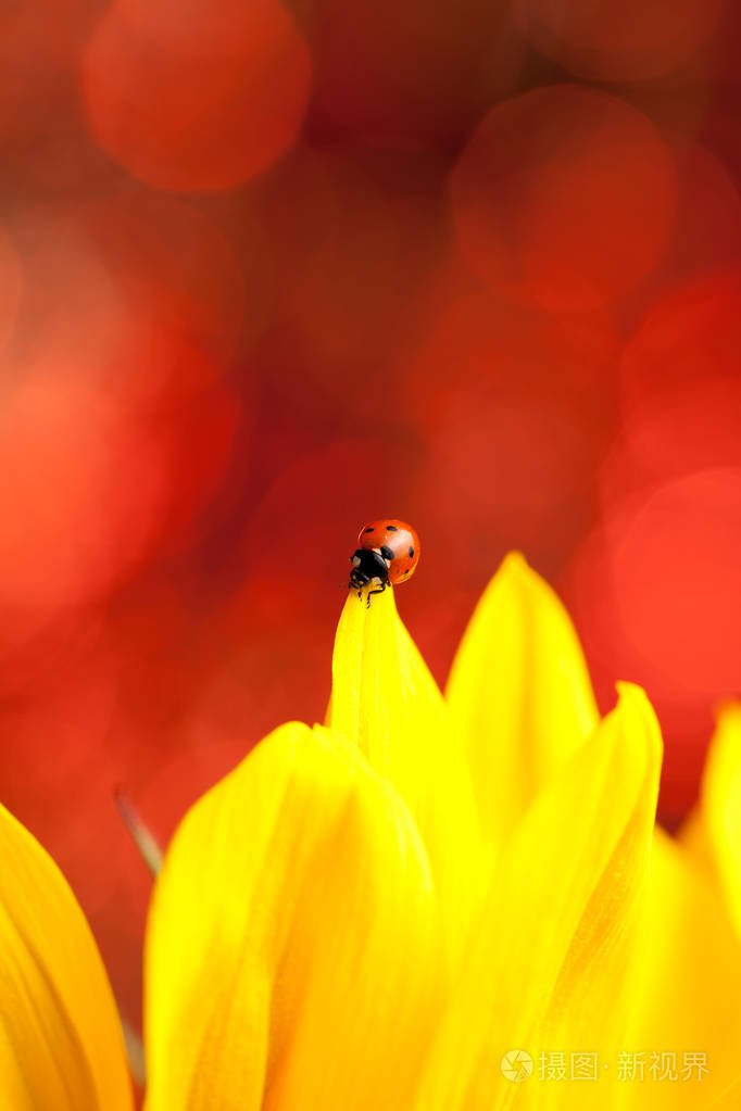 黄花上可爱的红色瓢虫