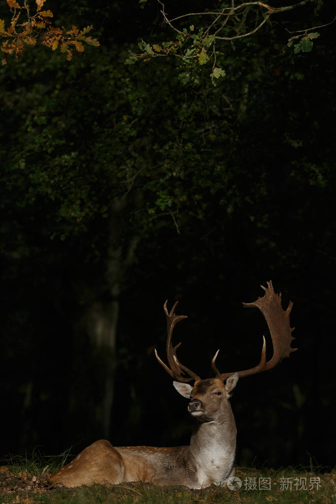 交配季节黑暗森林中的休耕鹿