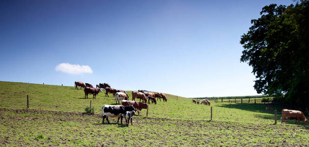 一群奶牛站在绿色的草地上