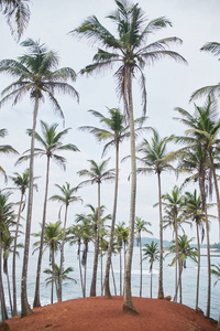 棕榈树。秘密海滩。斯里兰卡米里萨