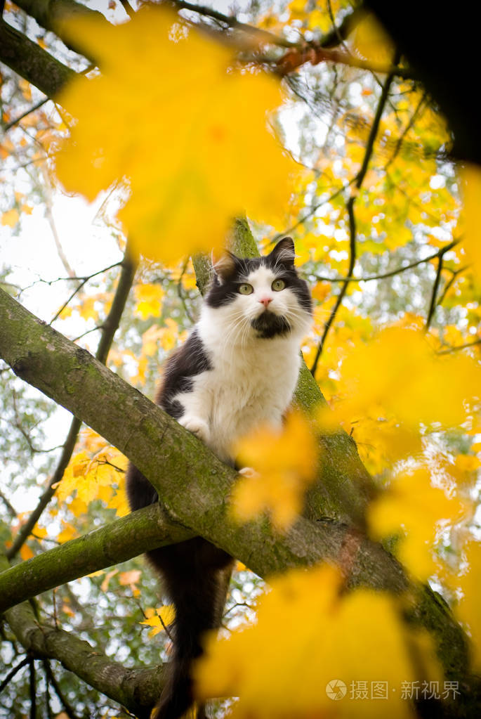 猫的树Cattree图片