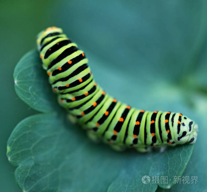 绿色背景下叶子上的亮绿色毛毛虫