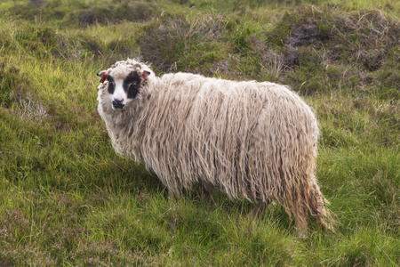 草地上的一只羊看着我