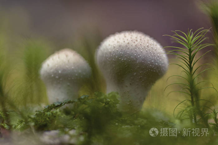 lycoperton purlatum普通的泡芙疣状膨球宝石镶嵌的膨球