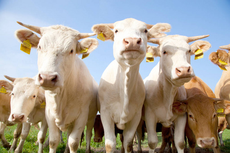 一群好奇的德国白人奶牛站在绿色的草地上照片