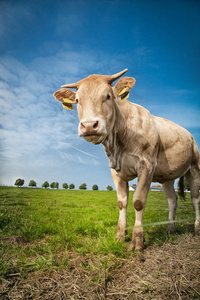 棕色的牛站在绿色的牧场上