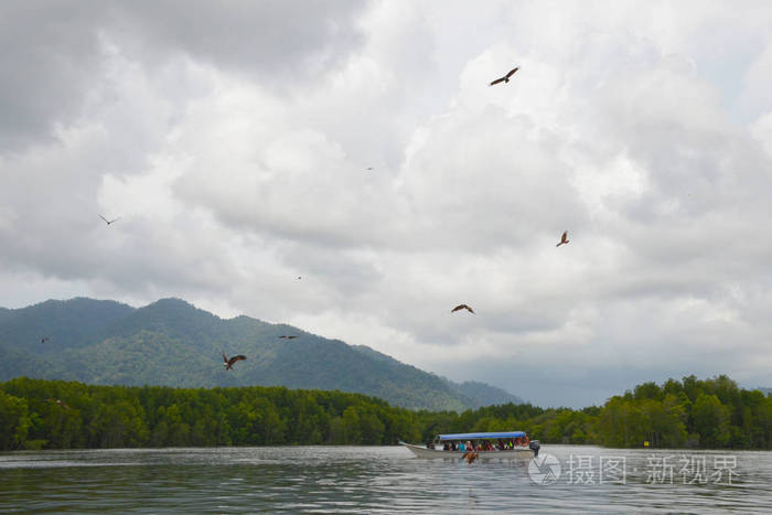 旅游船被一群红鹰包围食鹰基利姆地理森林公园马来西亚兰卡维