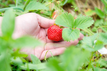 在花园里采摘家里种植的草莓。 手中的有机浆果