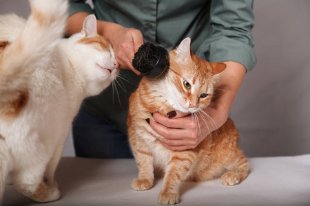 一个女人梳着一只红猫，一只白色的深情猫在附近等着他。 宠物护理的概念。