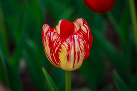 花园里美丽的郁金香。 鲜红的花朵。 春夏背景。 自然的春天背景。