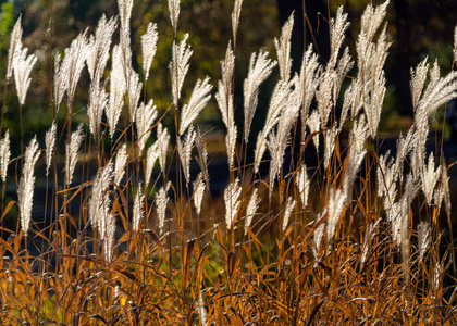 选择性软聚焦滩干草芦苇茎在风中吹在金色夕阳光水平复制空间。 大自然秋冬霜霜草的概念